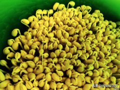 黄豆芽的生长过程 豆芽的种植方法